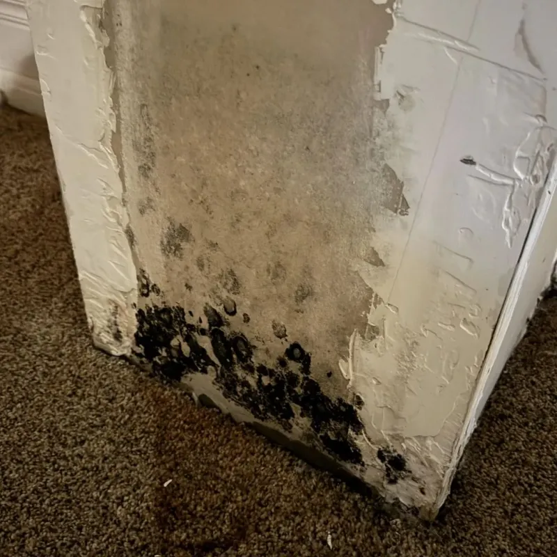 Professional Mold Removal in Tempe, AZ